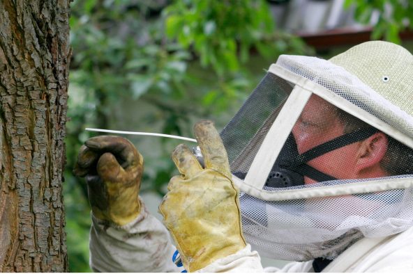 Wespennest-Entfernung